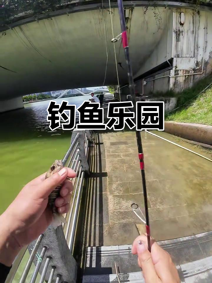横琴金融岛,钓鱼天堂!红油鲷鱼轻松捕获,乐趣无穷