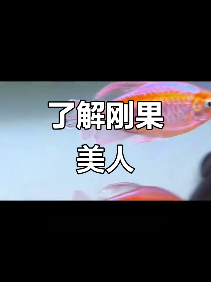 刚果美人鱼:美丽又贪吃的热带宠物