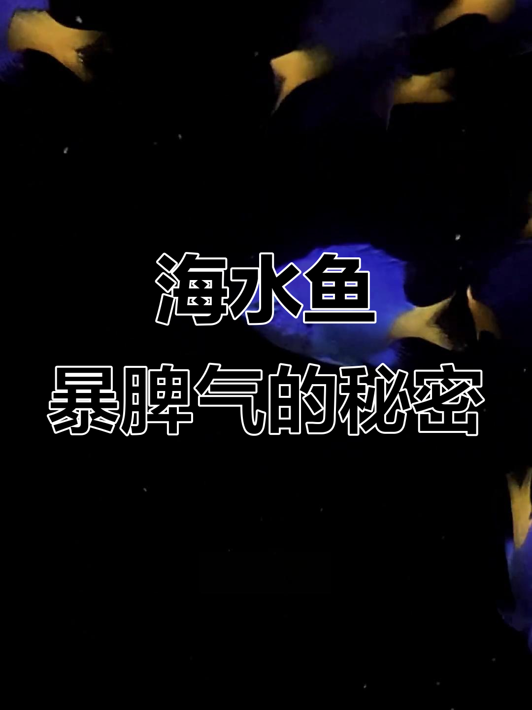 海水鱼脾气火爆,多养必打架!小鱼缸不适合哪些鱼类?