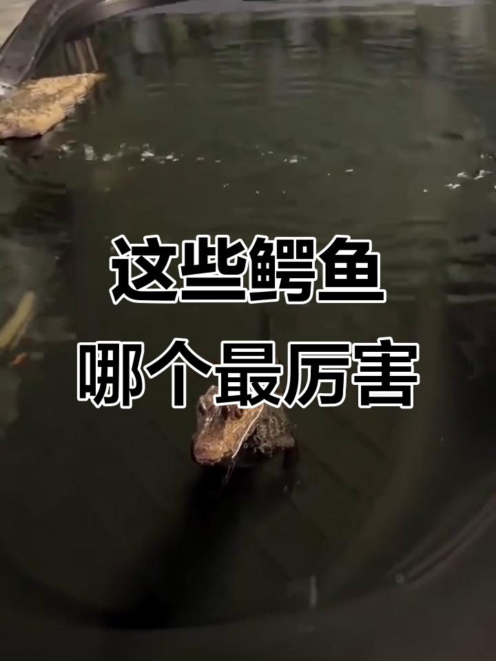 各种鳄鱼大比拼:马来鳄、古巴鳄,谁更强?