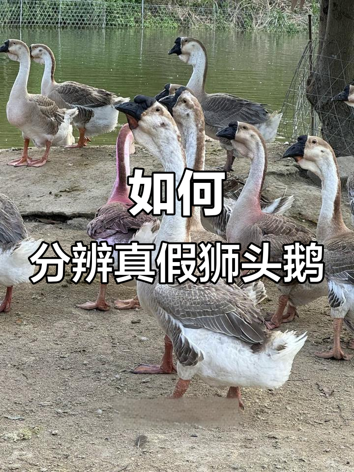 辨别真假狮头鹅苗，如何挑选正宗品种