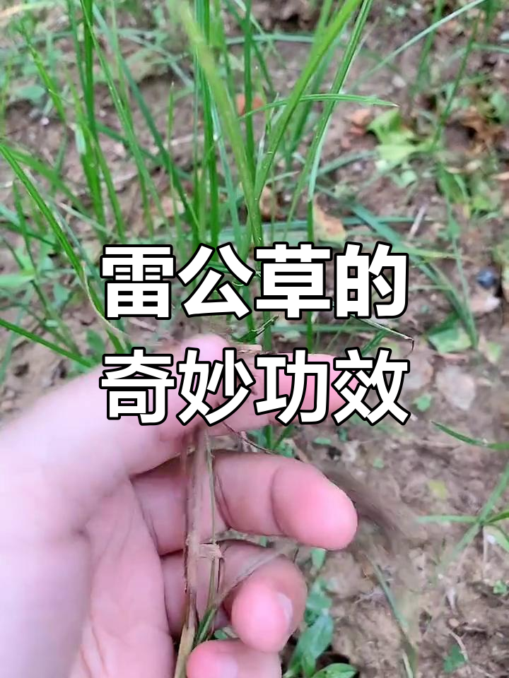 广东雷公草,虽小却有大用,赶紧挖根试试!