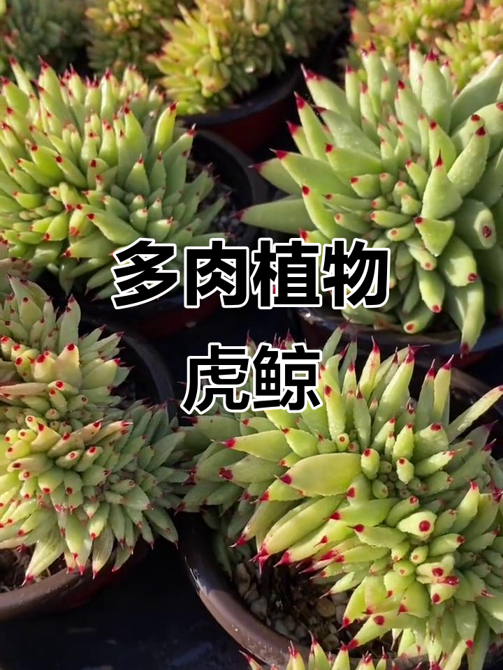 虎鲸多肉植物:独特造型与养护技巧