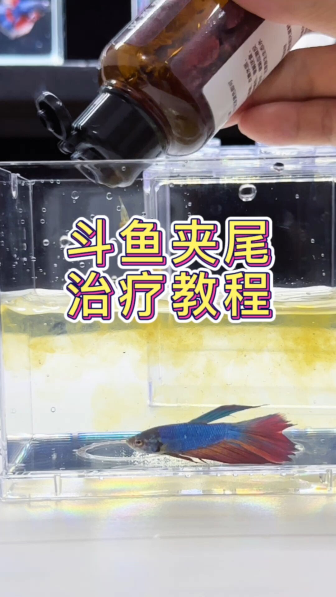 斗鱼常见疾病(夹尾)治疗教程