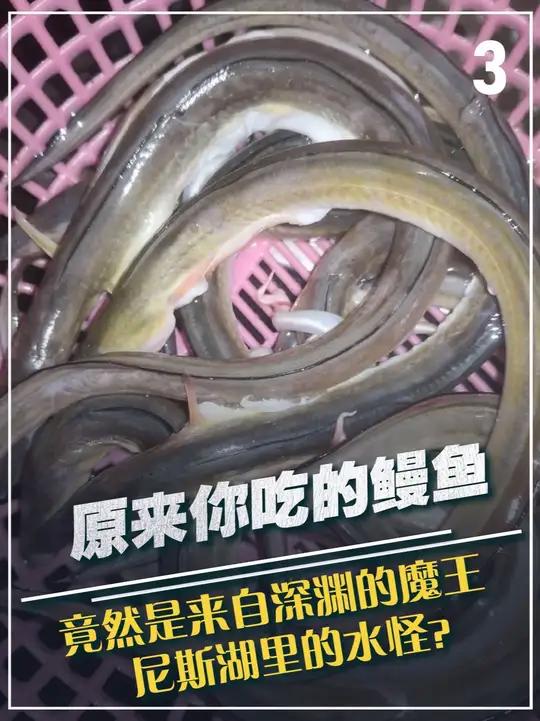 原来你吃的鳗鱼，竟然是来自深渊的魔王，尼斯湖里的水怪？
