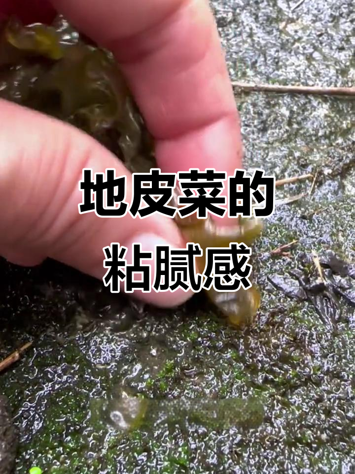 地皮菜清洗时又黏又滑,感觉洗不干净?