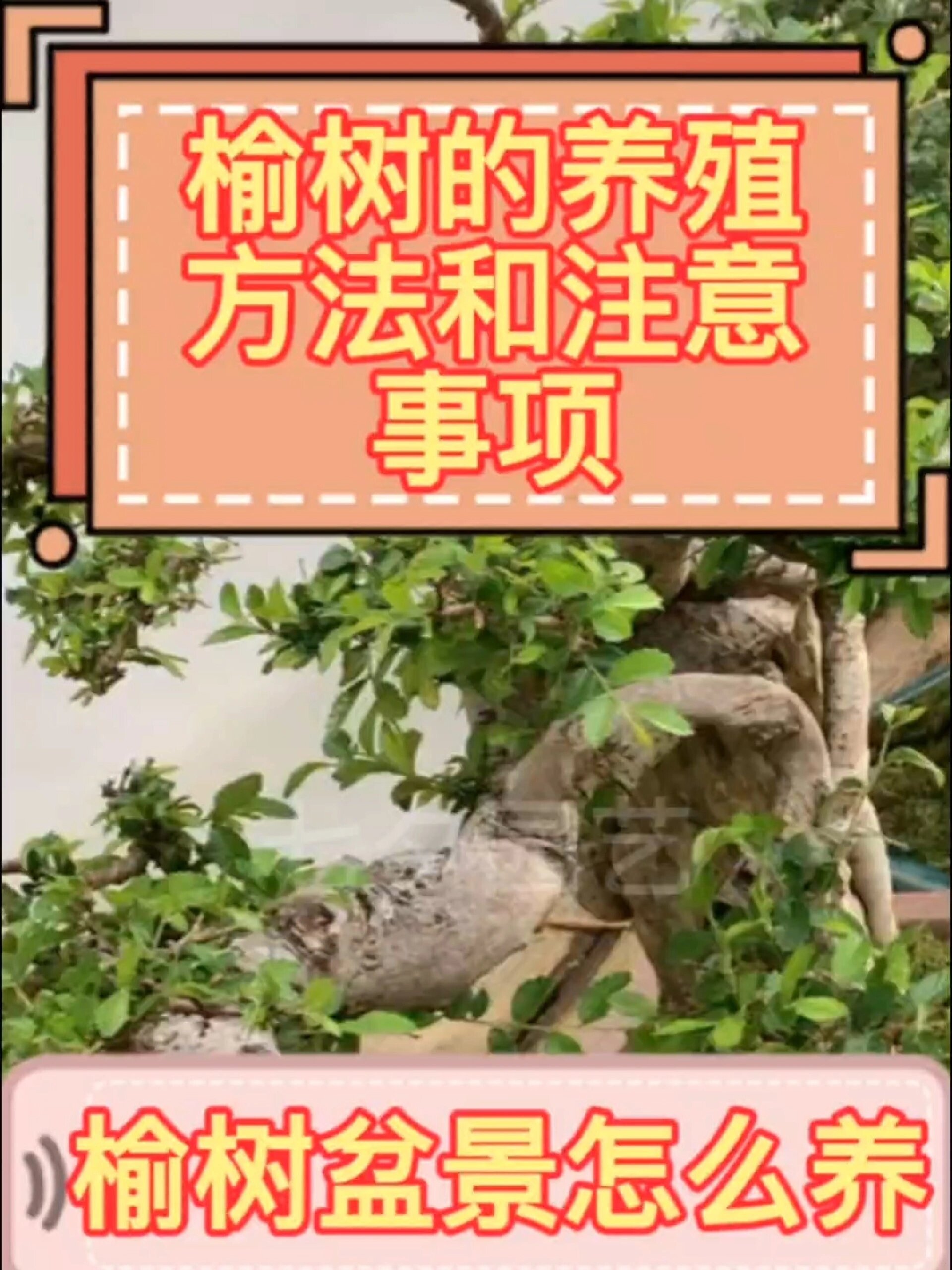 榆树盆景的养殖方法