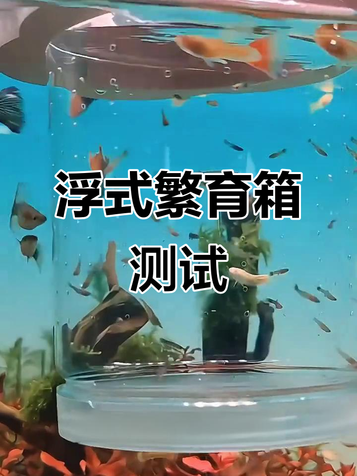 漂浮繁殖隔离盒,孔雀鱼能生多少崽?