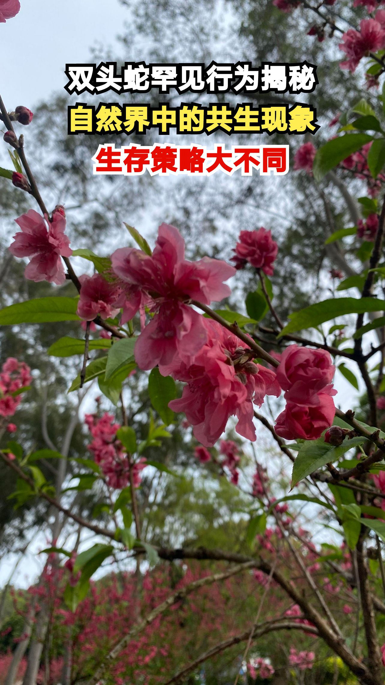 忠仑公园惊现双头蛇缠斗!专家揭秘背后惊人真相
