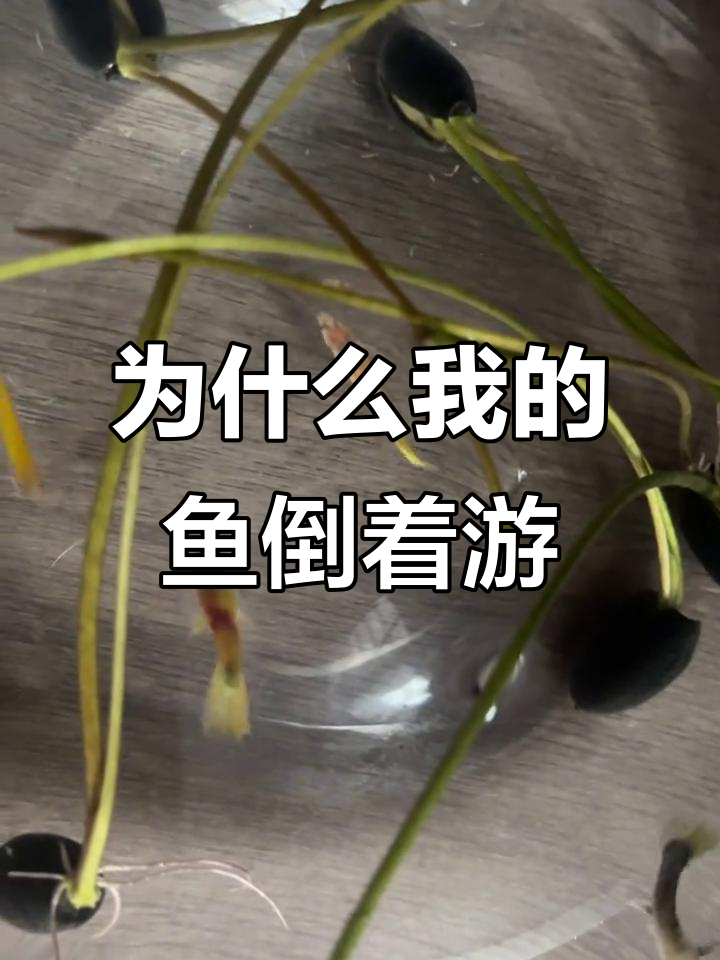 孔雀鱼倒立游动,是生病了吗?