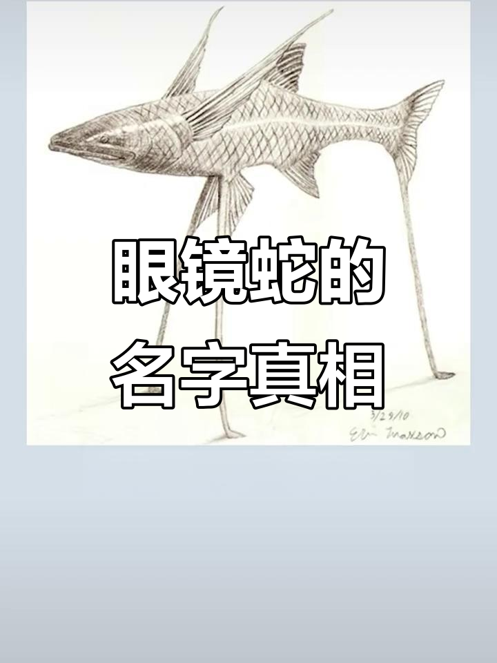 眼镜蛇名字的由来,竟然和深海狗母鱼有关!