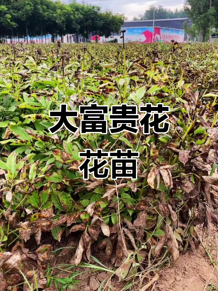玫红色大富贵花,观赏价值高,适合盆栽或园林绿化