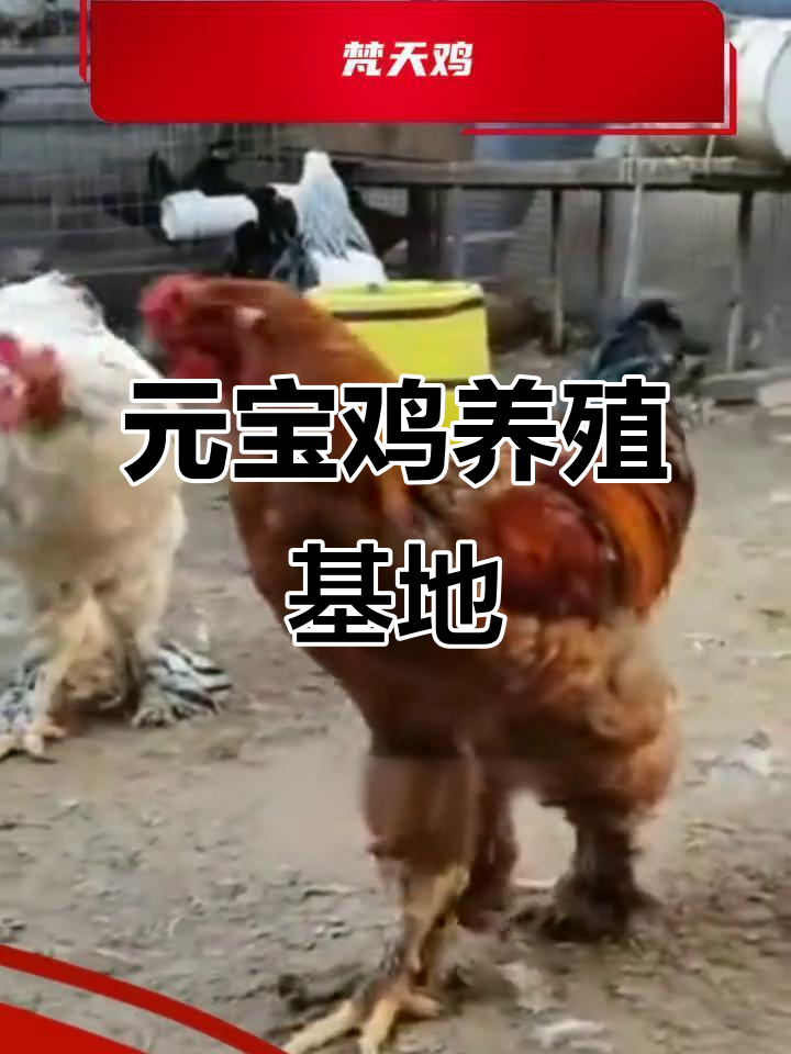 绵阳市芦花鸡养殖场,元宝鸡的独特魅力与经济效益