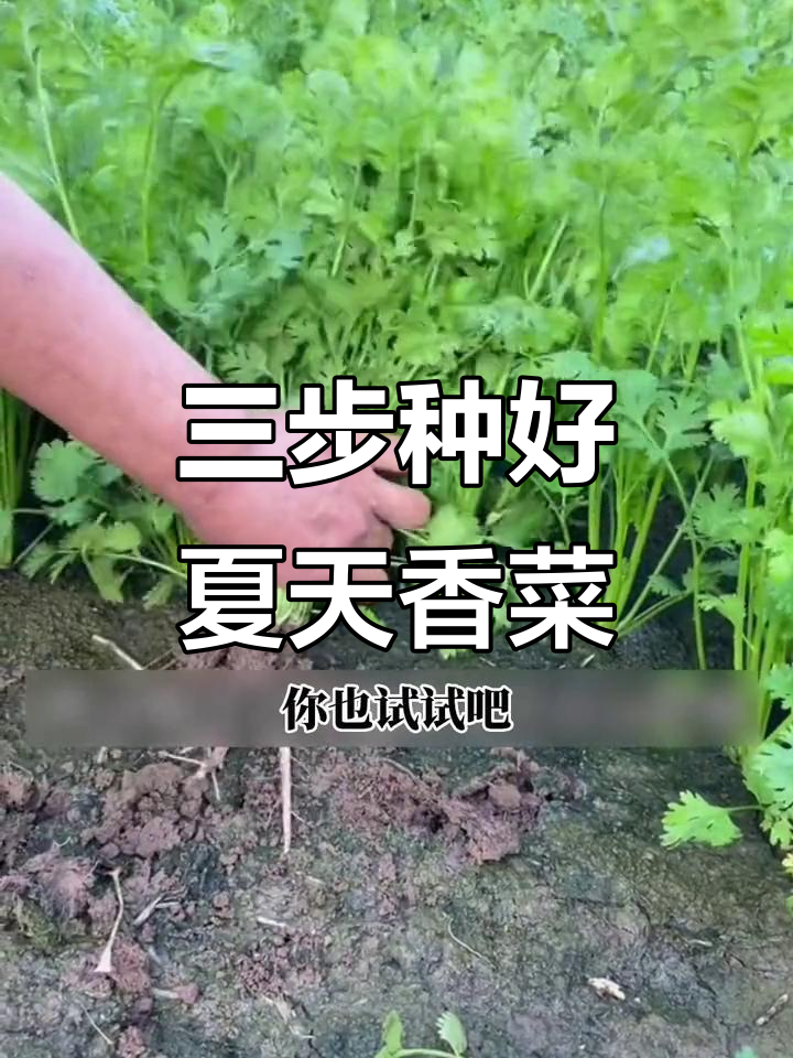 夏季香菜种植三步走,轻松搞定!