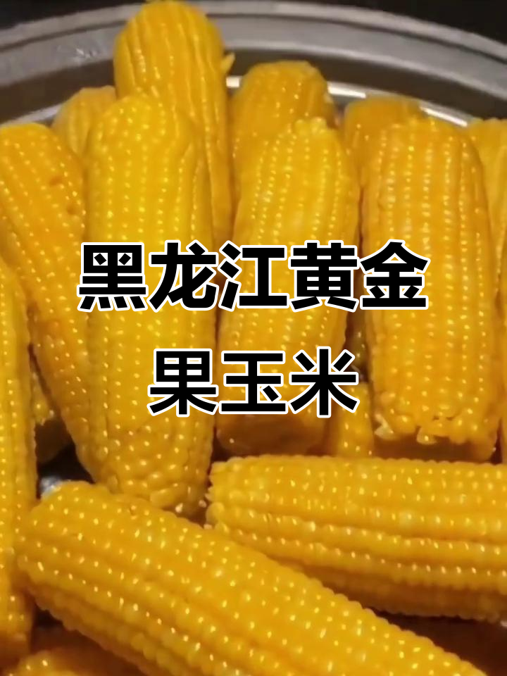 东北黏玉米,香甜软糯让人停不下来,配鸡蛋水果更美味