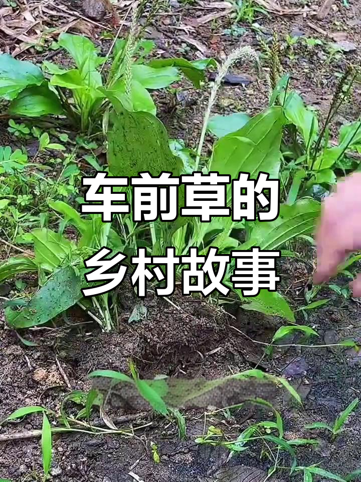 潮汕车前草与乡村生活的那些事
