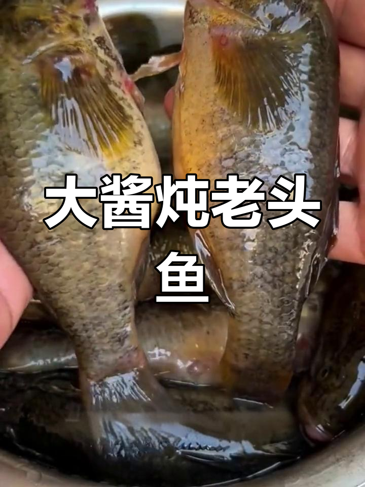 东北铁锅炖胖头鱼,酱香浓郁