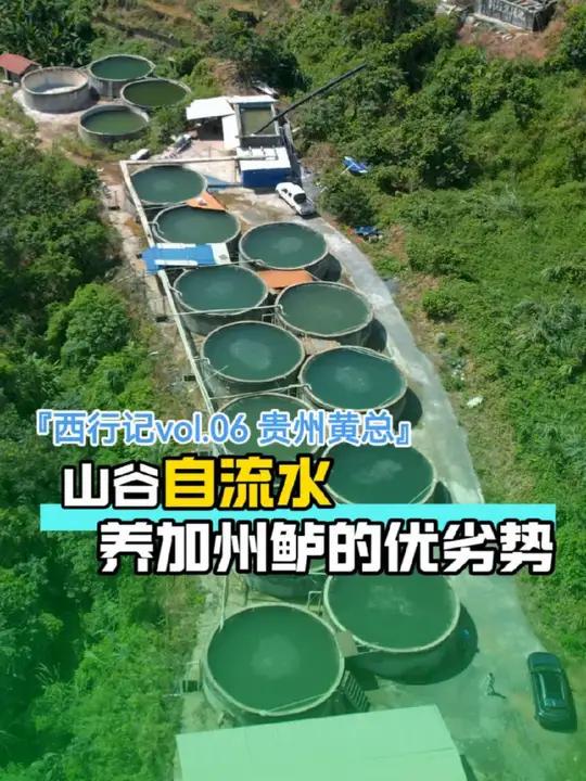 「西行记vol.6贵州黄总」山谷中自流水模式高位池养加州鲈鱼的优劣势，能赚钱吗