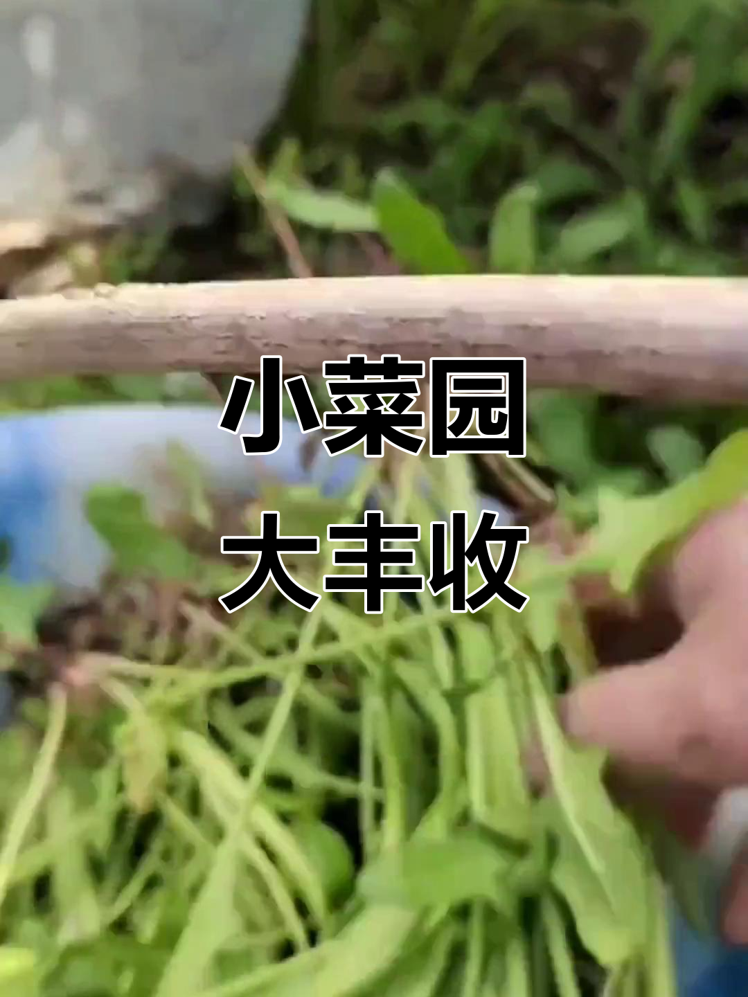 自家小菜园的丰收时刻,菠菜韭菜一网打尽