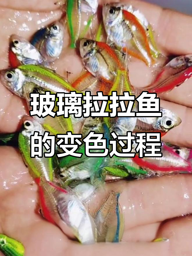 玻璃拉拉鱼:从五彩到透明,人工染色能维持多久?
