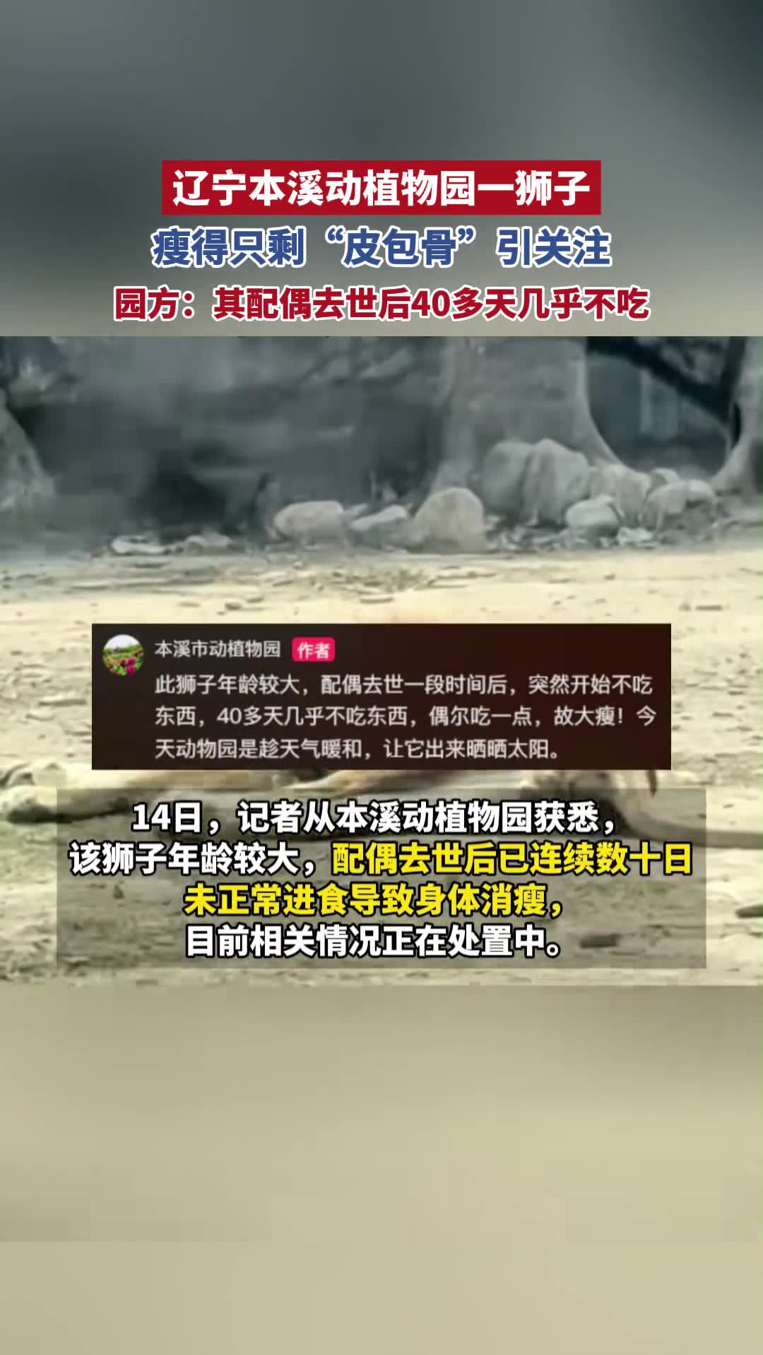 辽宁本溪动植物园一狮子瘦得只剩“皮包骨”引关注,园方:其配偶去世后40多天几乎不吃