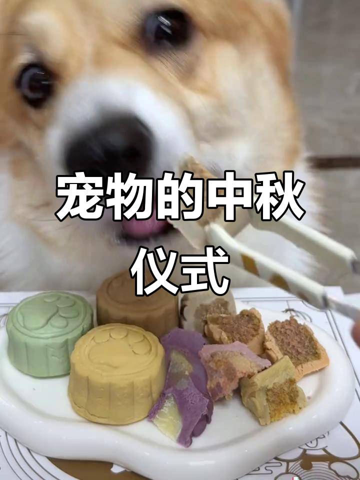 中秋节,宠物也能享受月饼,别忘了给它们准备一份哦!