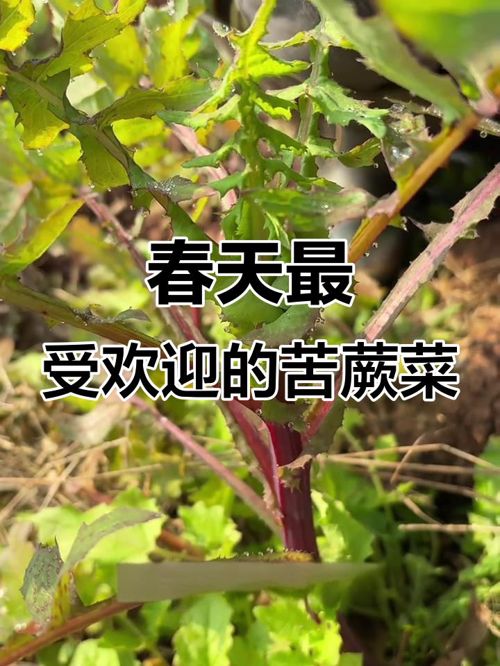 苦蕨菜:春季必吃野味,凉拌火锅都美味