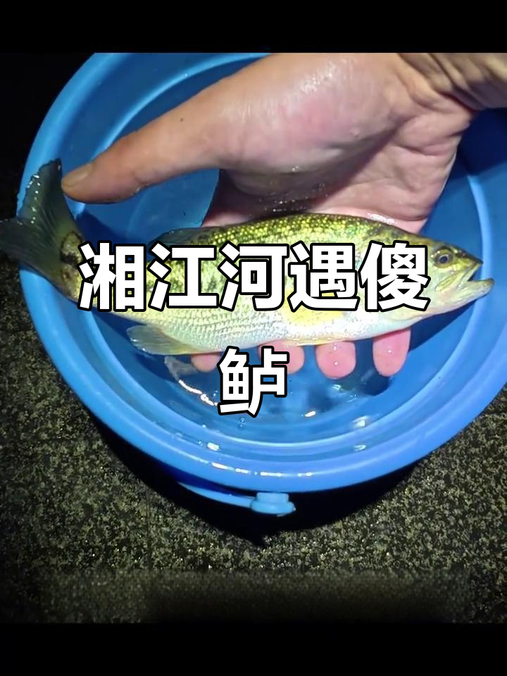 湘江河惊现罕见鲈鱼,皮毛惊艳!