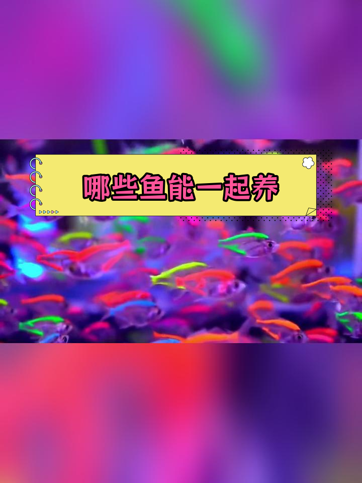 适合混养的热带鱼种类推荐