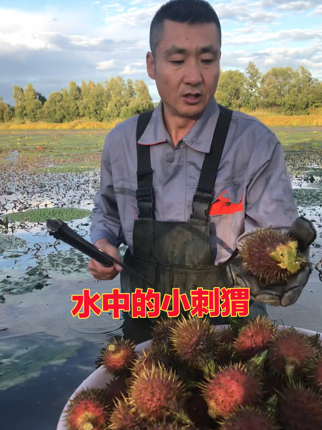 今个来採鸡头米它的学名叫芡实