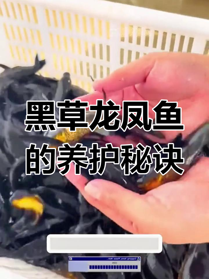 神秘优雅的黑草龙凤鱼,养在家里超省心