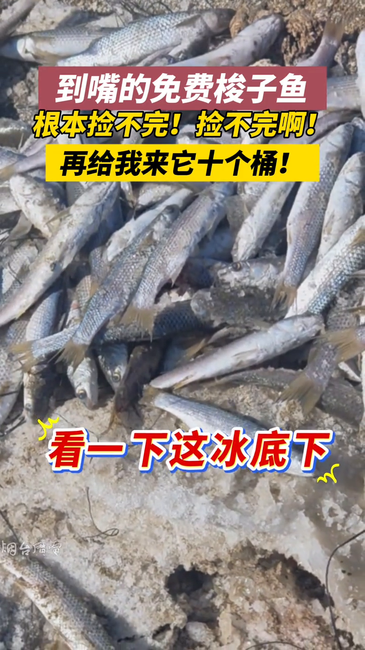 免费的梭子鱼,谁能忍住不捡啊!