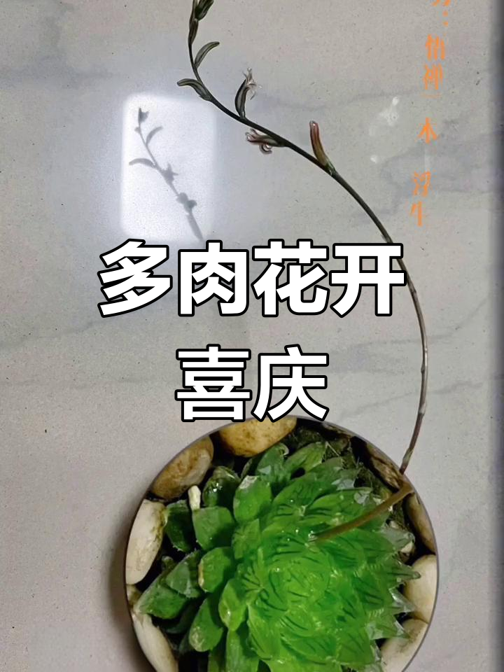 樱水晶玉露盛开,多肉植物带来惊喜