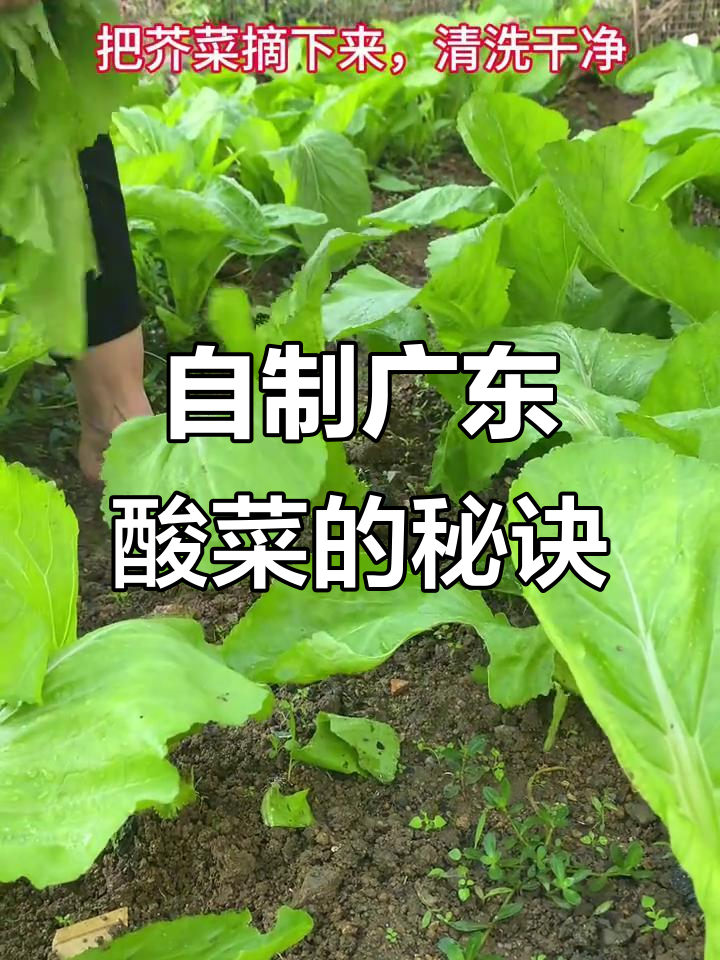 广东酸菜做法大揭秘，纯天然绿色蔬菜制作全过程