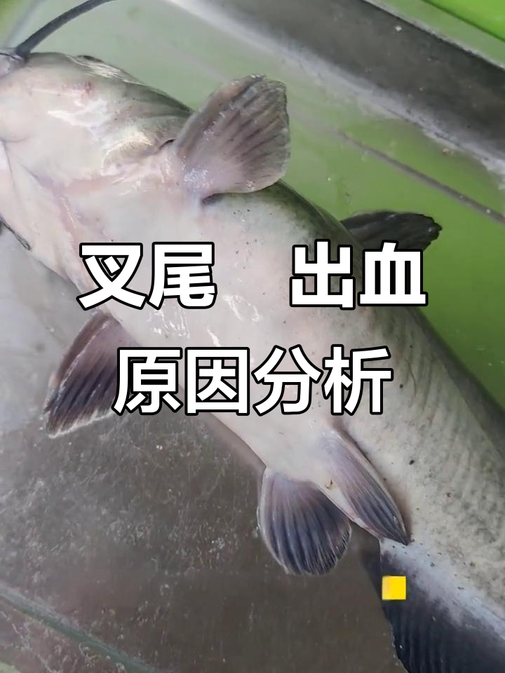 叉尾鮰应激性出血与营养失衡问题解析