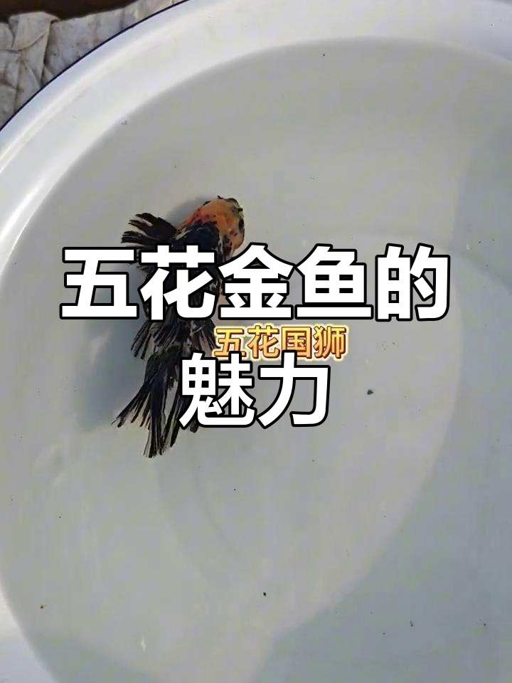 传统金鱼大赏:五花国师、红头虎头等珍稀品种展示