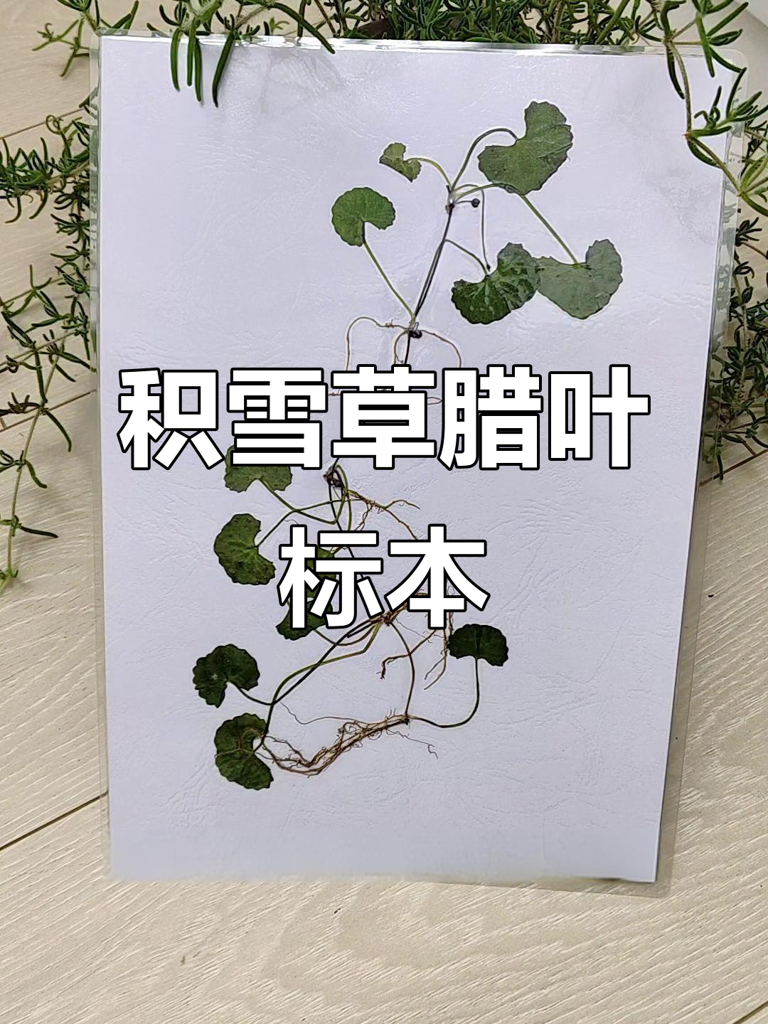 制作腊叶标本,植物形态永久保存