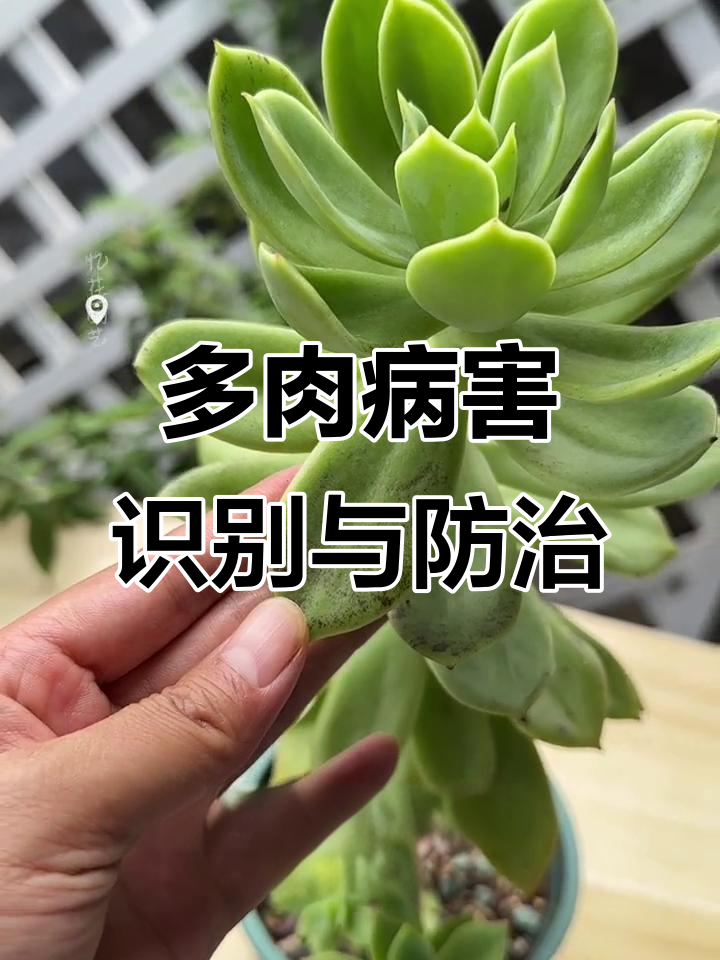 常见多肉病害全解析,如何防治炭疽、黑斑等病症