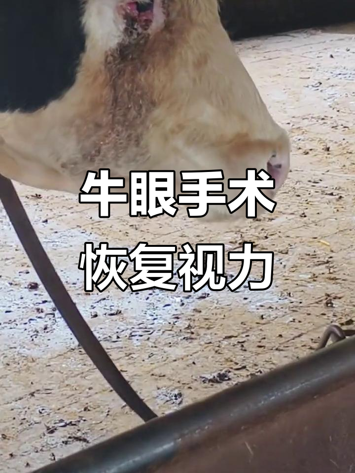 老牛眼睛长肉瘤,手术成功恢复光明