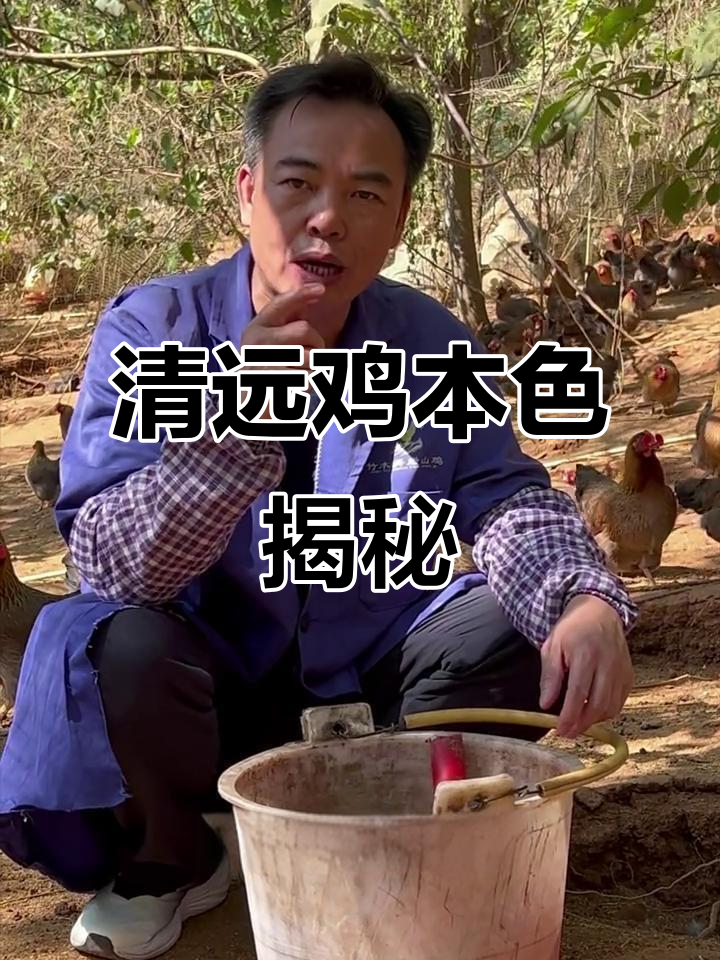 清远鸡的真正肤色,原来是白色!这种喂养方式才健康