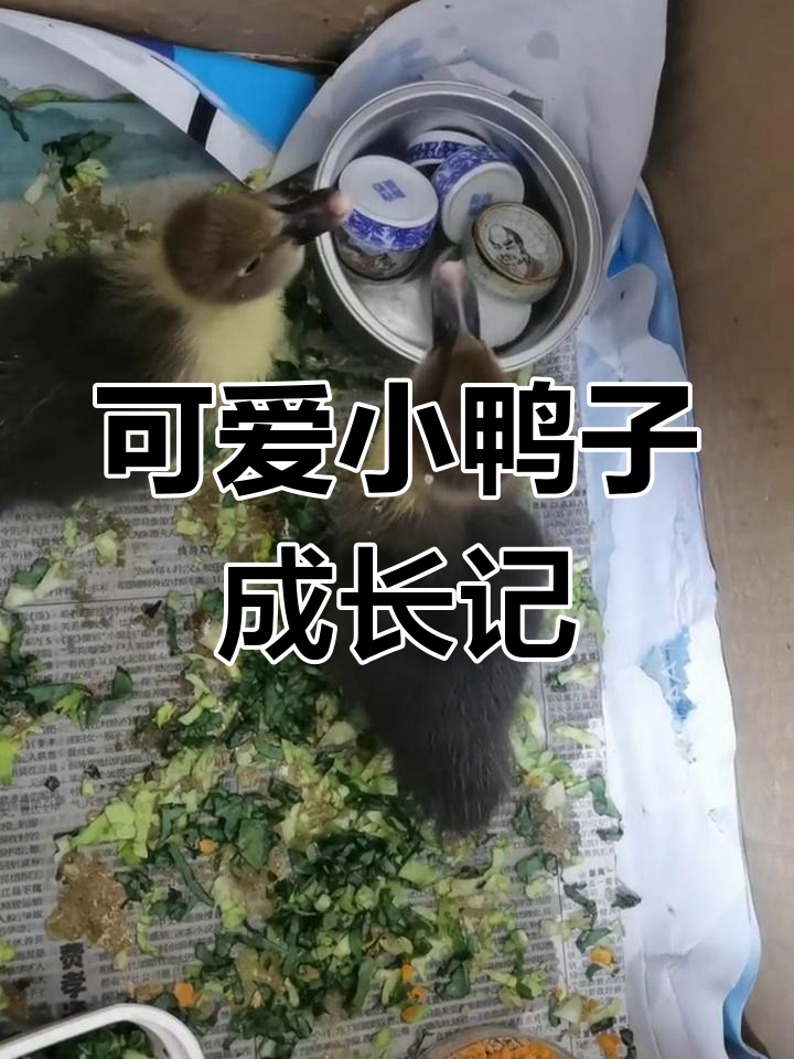 小番鸭一周后变化大,雄雌分明