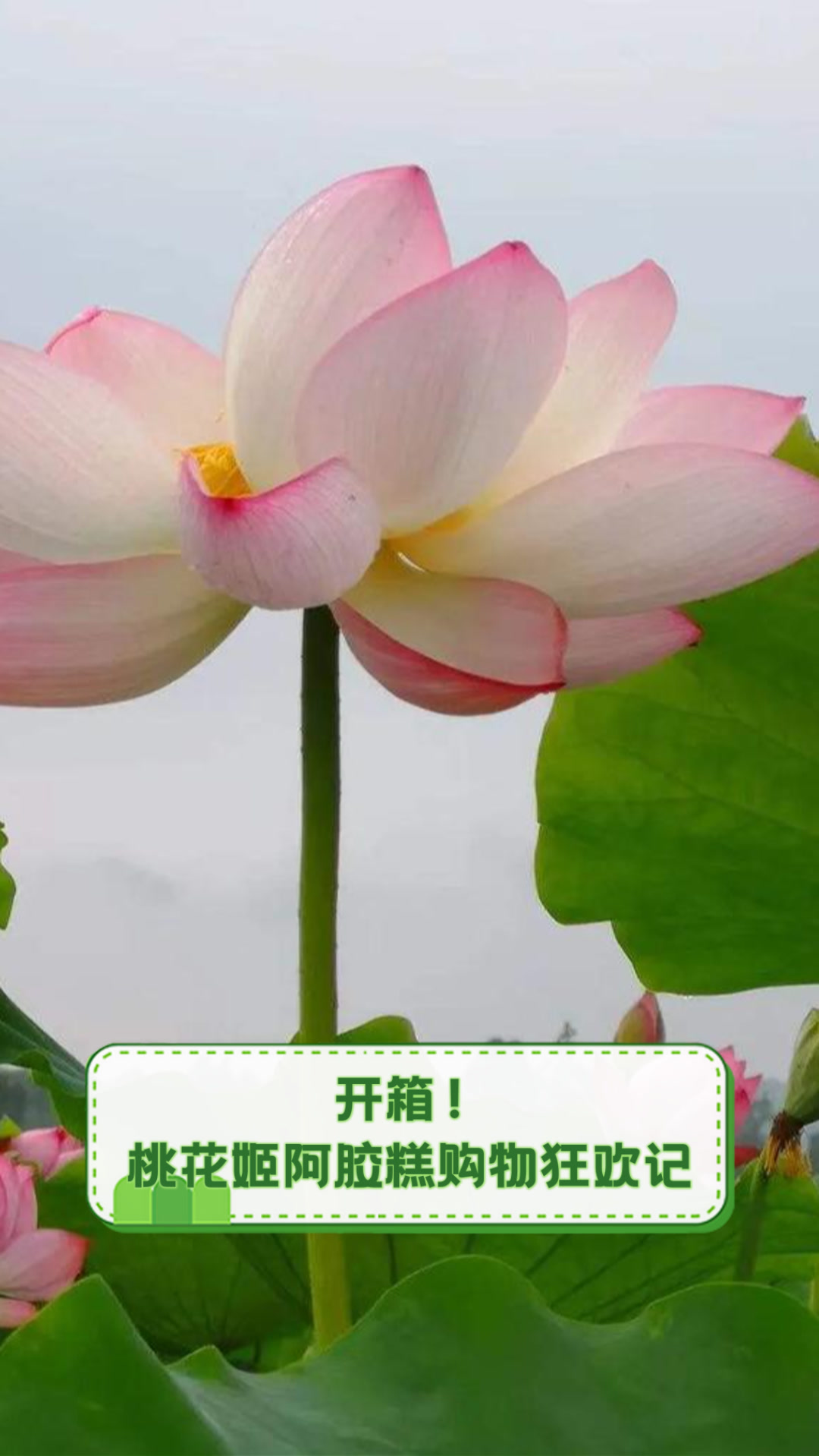 开箱！桃花姬阿胶糕购物狂欢记