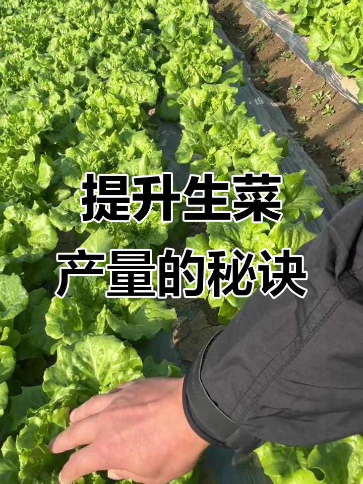 生菜种植技巧:如何通过打散心药提高产量