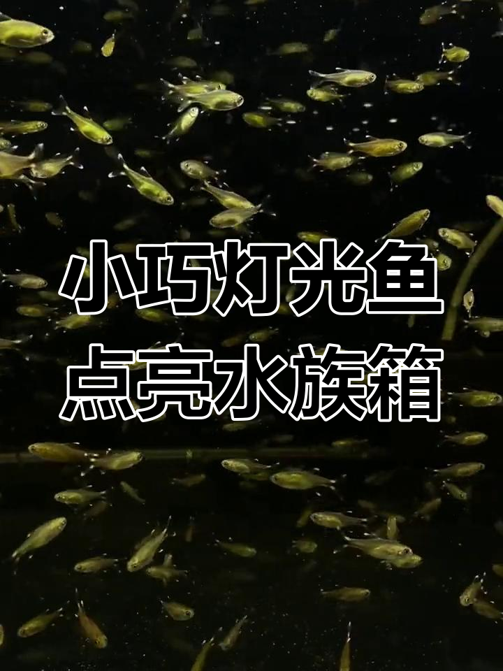 迷你灯鱼带来的星光闪烁,让你的鱼缸充满浪漫氛围