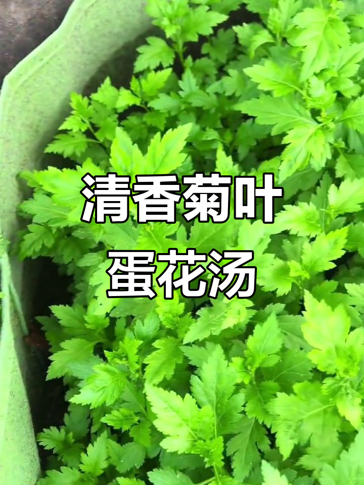 菊叶蛋花汤，清热降火又美味