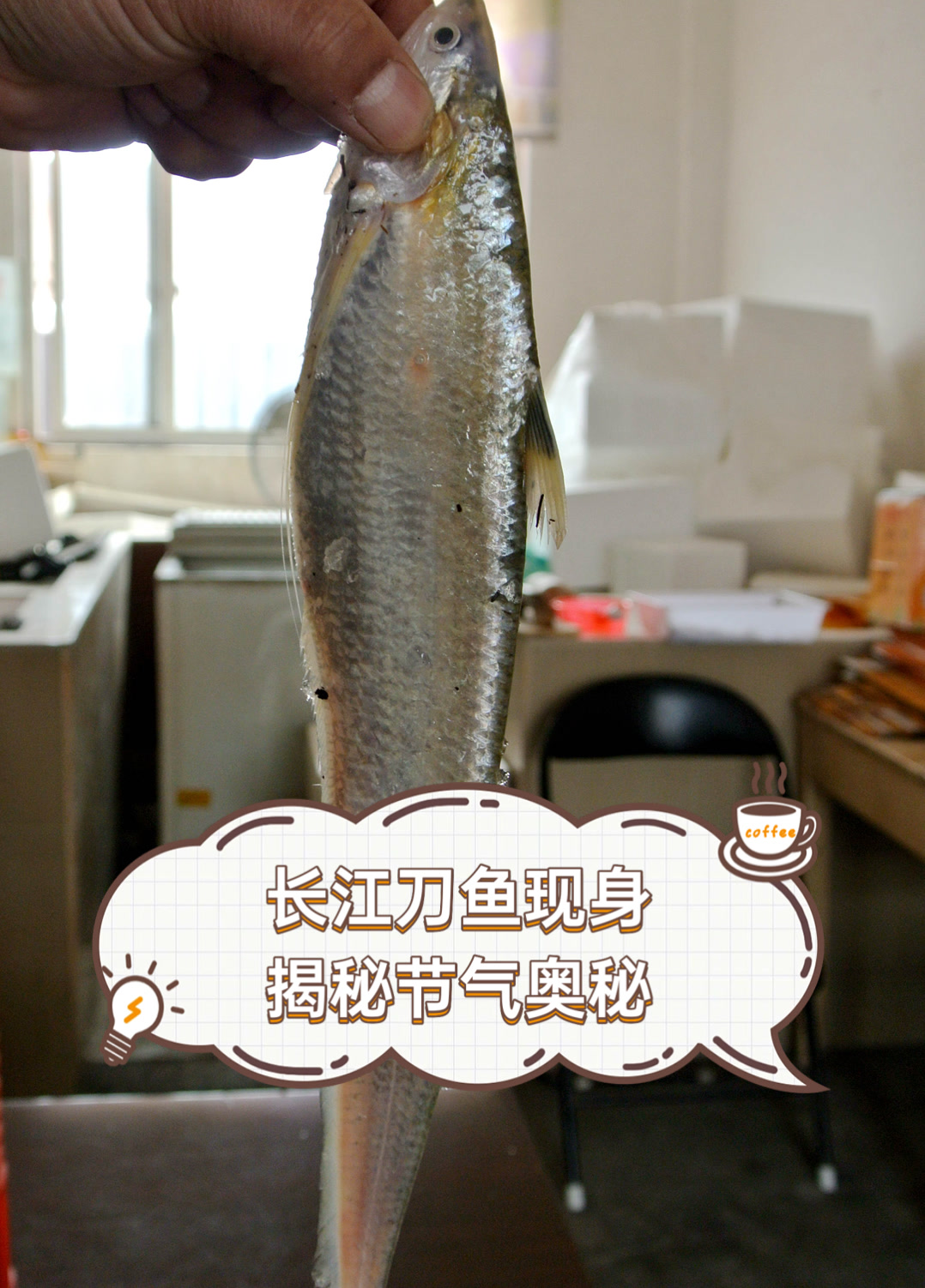 长江刀鱼现身,揭秘节气奥秘