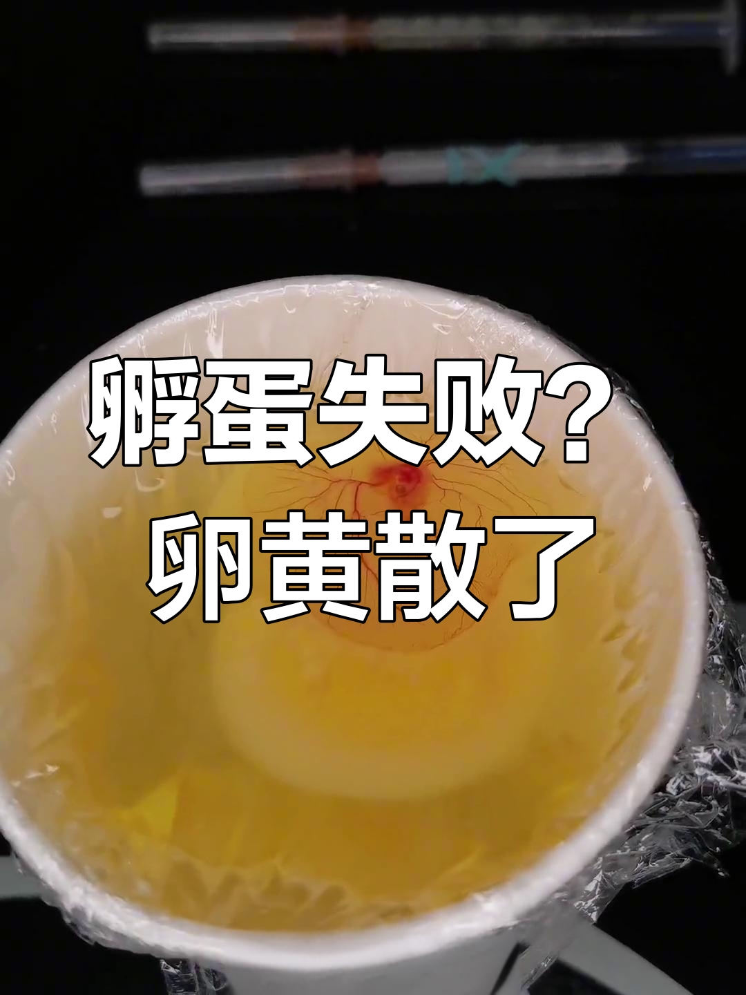 无壳孵化实验失败?卵黄散开,心跳仍在跳动