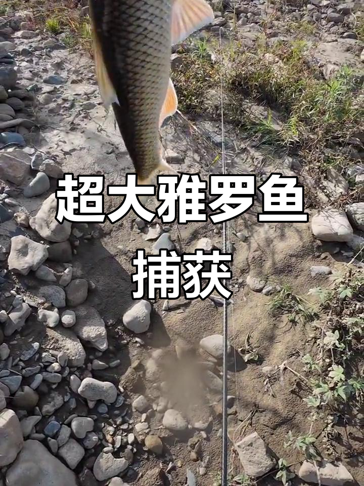 巨型雅罗鱼现身,路亚钓鱼挑战极限!