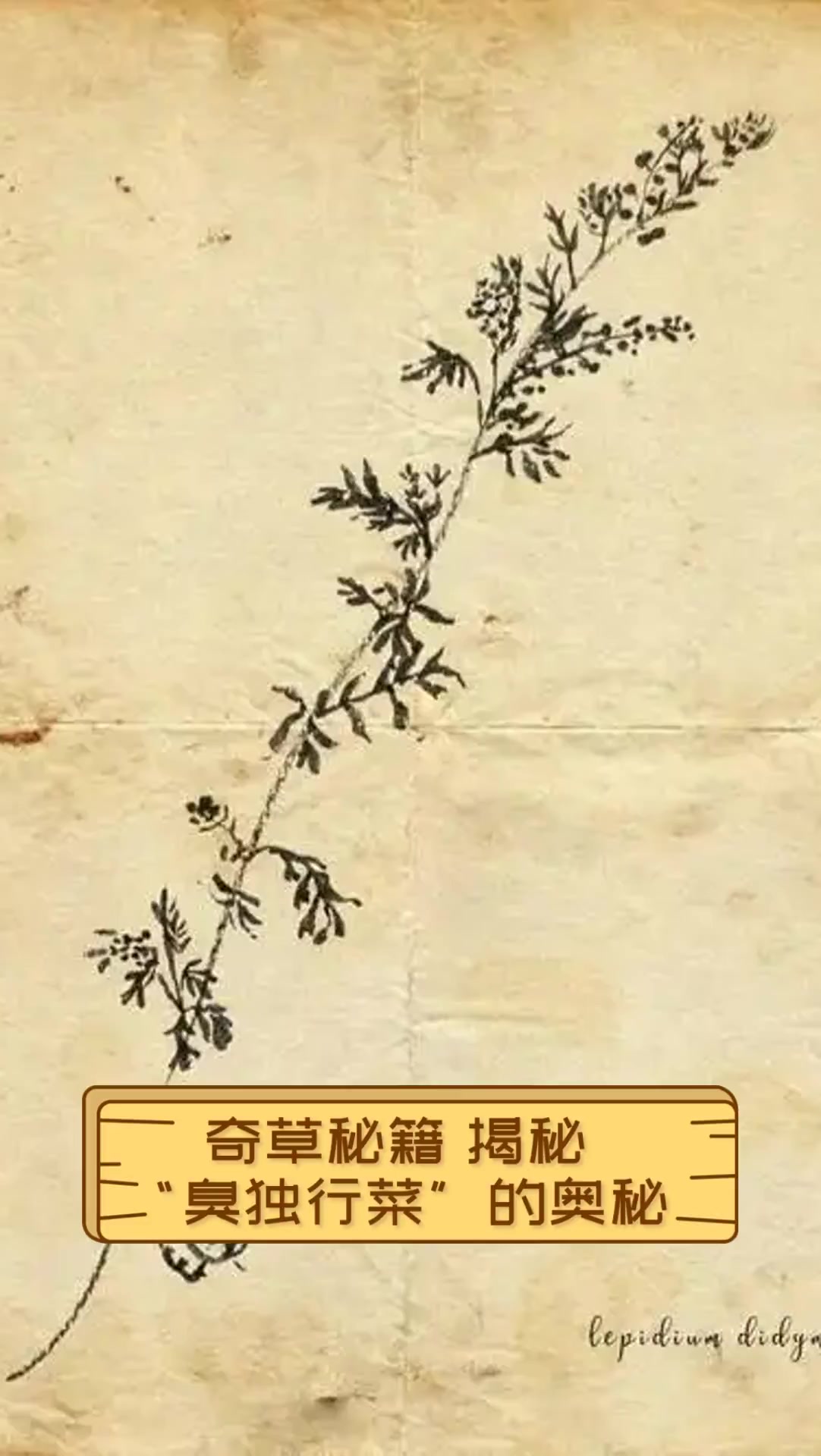 奇草秘籍,揭秘“臭独行菜”的奥秘