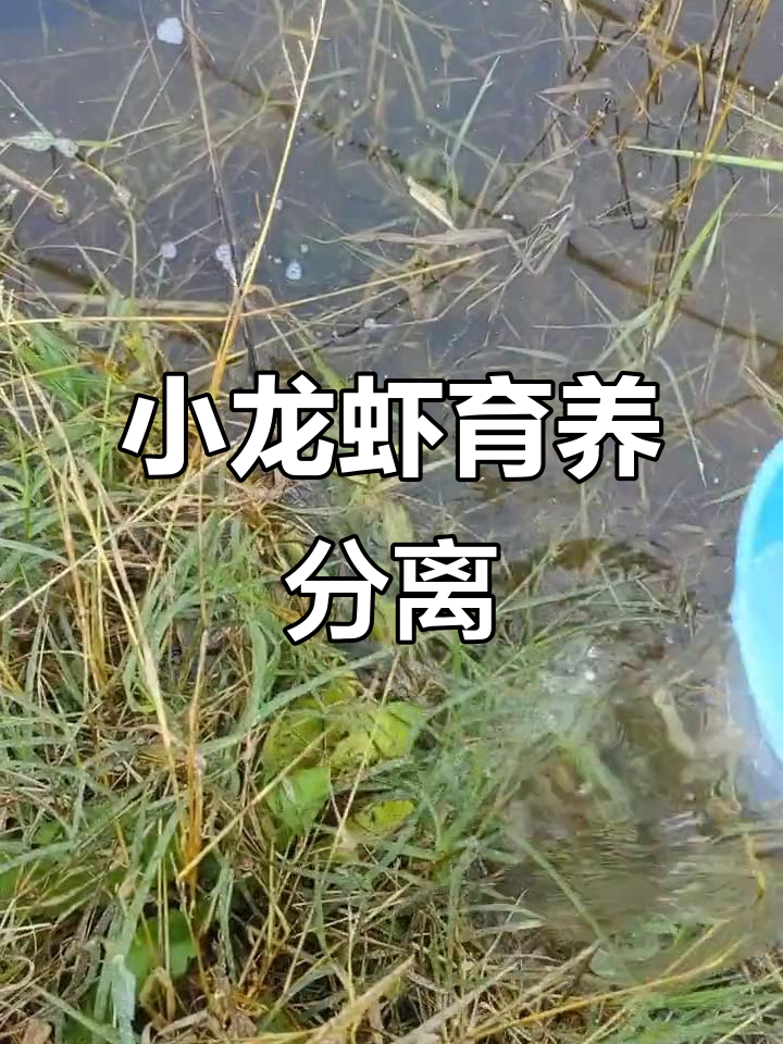 澳洲淡水龙虾反季节养殖,错季上市挑战130炮头目标